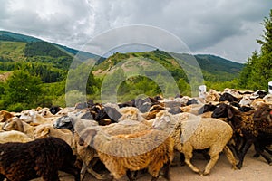 large flock of sheep moving along dusty dirt road in mountains to a pasture