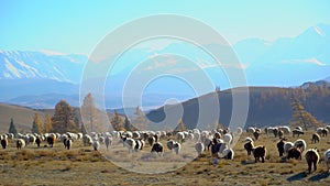 Large flock of sheep moving, running in mountains landscape. Pasture, rural, meat, wool, lamb, agriculture, village