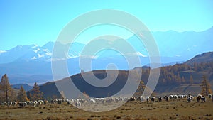 Large flock of sheep moving, running in mountains landscape. pasture rural meat wool lamb agriculture village natural