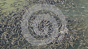 Large Flock of Small Fish Swims near the Water Surface and Eats Bread in Lake