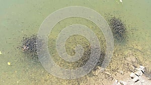 Large Flock of Small Fish Swims near the Water Surface and Eats Bread in Lake