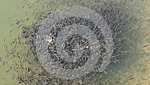 Large Flock of Small Fish Swims near the Water Surface and Eats Bread in Lake