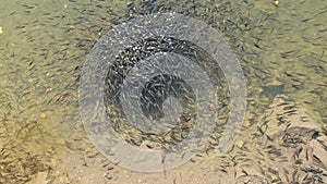 Large Flock of Small Fish Swims near the Water Surface and Eats Bread in Lake