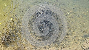 Large Flock of Small Fish Swims near the Water Surface and Eats Bread in Lake