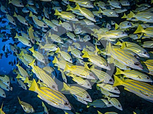 A large flock of snapper fish swimming close in the dark blue water of the Indian ocean