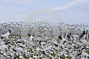 A large flock of Snow Geese