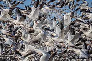 Large Flock of Snow Geese against Blue Sky Background