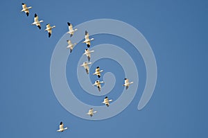 Large Flock of Snow Geese Flying in a Blue Sky