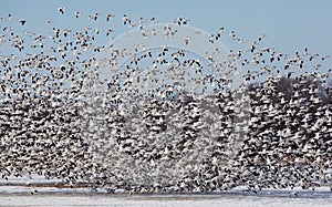Large flock of snow geese taking off.