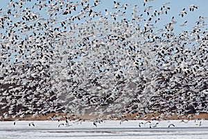 Large flock of snow geese taking off. photo