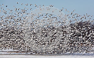 Large flock of snow geese taking off. photo