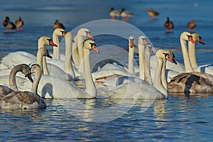 A large flock of swimming bright beautiful white swans.