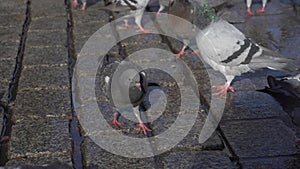 large flock of urban gray pigeons eating bread on an old cobblestone in the central square of the city on a sunny morning day