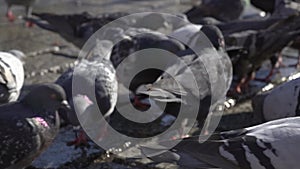 large flock of urban gray pigeons eating bread on an old cobblestone in the central square of the city on a sunny morning day