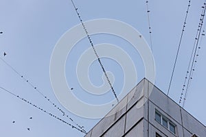 Large flock of waxwings