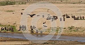 Large flock of white-backed vultures and one lappet-faced vulture sunning themselves along a river bank
