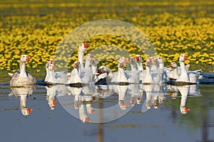A large flock of white domestic geese swiming on the lake