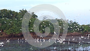 A large flock of white egret flying