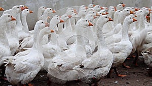A large flock of white geese cackle and run in the open air. A place for walking poultry on the farm. Video with sound