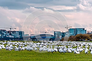 A large flock of white geese on green grass, new buildings of hi