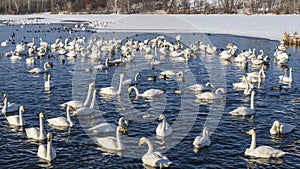 A large flock of white swans and ducks swim in a non-freezing lake.