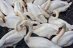 Large flock of white swans on water feeding together