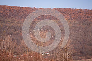 A large flock of wild pigeons flying over the autumn forest. Columba palumbus birds in freedom