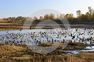 Large Flocks of Canadian Geese Resting and Staging During Their Annual Autumn Migration