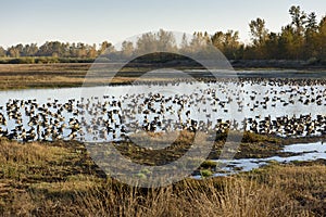 Large Flocks of Canadian Geese Resting and Staging During Their Annual Autumn Migration photo