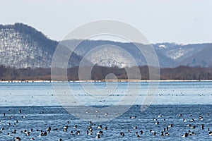 Canvasback ducks raft in the Upper Mississippi NWR in early spring