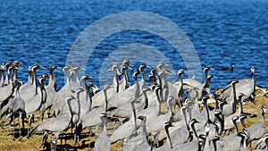 Large flocks of demoiselle cranes also known as grus virgo