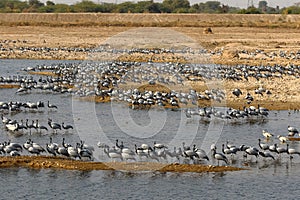 Large flocks of demoiselle cranes at their migratory ground at the wetlands