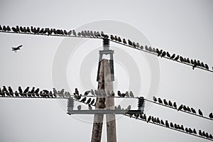 Large flocks of starlings sitting