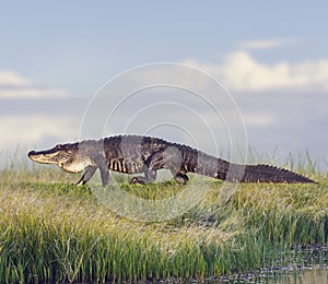 Large Florida Alligator