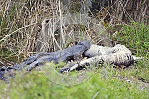 Large Florida Alligator Eating