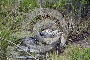 Large Florida Alligator Eating