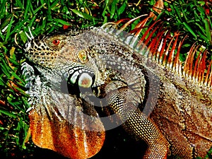 Large Florida Iguana Close Up