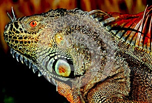 Large Florida Iguana Close Up with blurred background