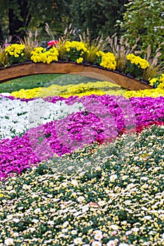 Large flower bed with chrysanthemums, autumn flowers