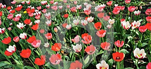 A large flower bed with red, pink and white - red tulips on a sunny spring day. The festival of tulips on Elagin Island in St.