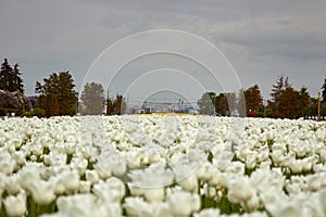 A lot of white tulips