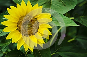 Large flower blooming sunflower on a background of green leaves