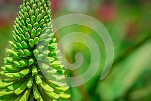 large  flower dark green leaves