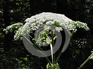 Large flower head of toxic Giant Hogweed plant in NYS