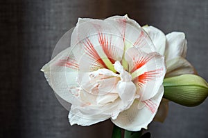 Large flower of hippeastrum Nymph