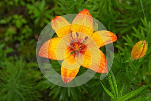 A large flower of orange lily grows in the garden in the summer. View from above