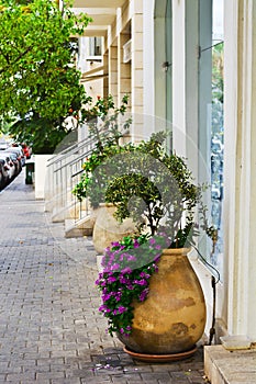 Large Flower Pots