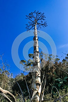 Large flower stalk of Agave against the sky on Catalina Island in the Pacific Ocean, California