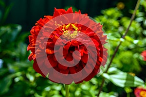 Large flower zinnias red color on a background of nature