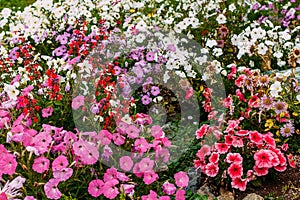 Large flowerbed of colorful flowering petunias